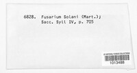 Fusarium solani image
